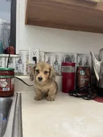 Fluff, a male Miniature Dachshund for sale in Okeechobee, FL – Photo 7 of 10