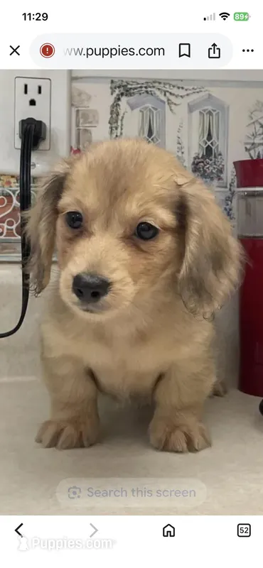 Fluff, a male Miniature Dachshund for sale in Okeechobee, FL – Photo 1 of 10