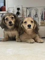 Fluff, a male Miniature Dachshund for sale in Okeechobee, FL – Photo 8 of 10