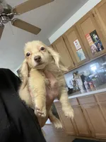Blake, a male Miniature Dachshund for sale in Okeechobee, FL – 3 of 10