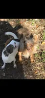 Pete, a male Chihuahua for sale in Okeechobee, FL – 10 of 10