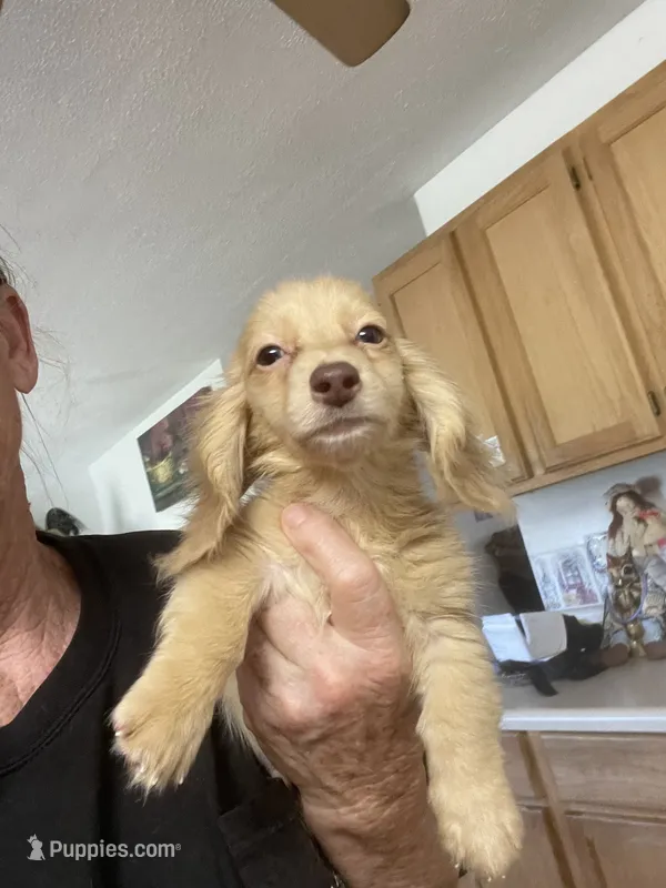 Blake – Miniature Dachshund puppy for sale in Okeechobee, FL
