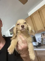 Blake, a male Miniature Dachshund for sale in Okeechobee, FL – 1 of 10