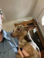 Pete, a male Chihuahua for sale in Okeechobee, FL – 6 of 10