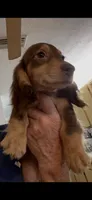 Shorty, a male Miniature Dachshund for sale in Okeechobee, FL – 7 of 7