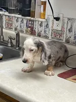Silk, a male Miniature Dachshund for sale in Okeechobee, FL – 10 of 10