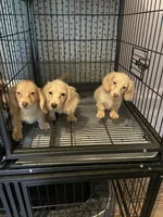 Winter, a male Miniature Dachshund for sale in Okeechobee, FL – 7 of 9