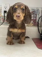 Lane, a male Miniature Dachshund for sale in Okeechobee, FL – 4 of 10