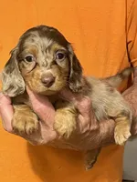 Jada, a female Miniature Dachshund for sale in Okeechobee, FL – 2 of 9