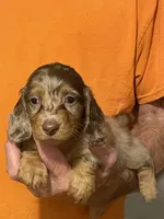 Jada, a female Miniature Dachshund for sale in Okeechobee, FL – 3 of 9