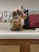 Jada, a female Miniature Dachshund for sale in Okeechobee, FL – 4 of 9