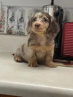 Jada, a female Miniature Dachshund for sale in Okeechobee, FL – 5 of 9