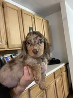 Jada, a female Miniature Dachshund for sale in Okeechobee, FL – 1 of 9