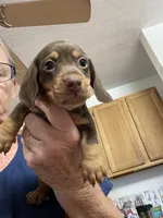 Beanie, a male Miniature Dachshund for sale in Okeechobee, FL – 2 of 10