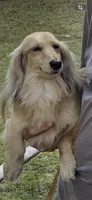 Winter, a male Miniature Dachshund for sale in Okeechobee, FL – 9 of 9