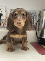 Lane, a male Miniature Dachshund for sale in Okeechobee, FL – 5 of 10