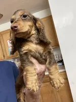 Lane, a male Miniature Dachshund for sale in Okeechobee, FL – 8 of 10