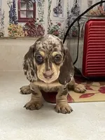Diamond, a female Miniature Dachshund for sale in Okeechobee, FL – 3 of 9