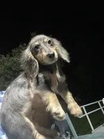 Titan, a male Miniature Dachshund for sale in Okeechobee, FL – 2 of 10