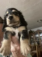 Beauty , a female Miniature Dachshund for sale in Okeechobee, FL – 3 of 6