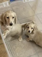 Bailey, a female Miniature Dachshund for sale in Okeechobee, FL – Photo 7 of 10