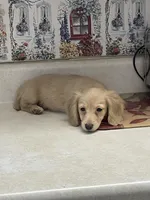 Bailey, a female Miniature Dachshund for sale in Okeechobee, FL – Photo 3 of 10