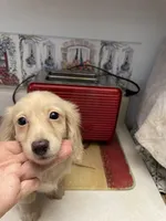 Bailey, a female Miniature Dachshund for sale in Okeechobee, FL – Photo 8 of 10