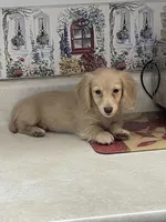 Bailey, a female Miniature Dachshund for sale in Okeechobee, FL – Photo 4 of 10