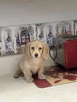 Bailey, a female Miniature Dachshund for sale in Okeechobee, FL – Photo 5 of 10