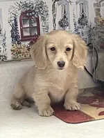 Bailey, a female Miniature Dachshund for sale in Okeechobee, FL – Photo 2 of 10