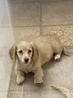 Bailey, a female Miniature Dachshund for sale in Okeechobee, FL – Photo 6 of 10