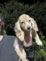 Blake, a male Miniature Dachshund for sale in Okeechobee, FL – 5 of 10
