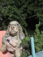 Diamond, a female Miniature Dachshund for sale in Okeechobee, FL – 6 of 9