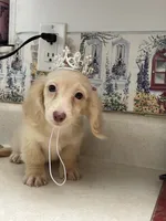 Sweets, a female Miniature Dachshund for sale in Okeechobee, FL – 5 of 6