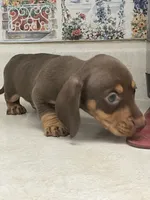 Beanie, a male Miniature Dachshund for sale in Okeechobee, FL – 3 of 10