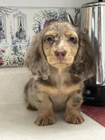 Poncho, a male Miniature Dachshund for sale in Okeechobee, FL – 2 of 10