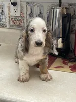 Silk, a male Miniature Dachshund for sale in Okeechobee, FL – 7 of 10