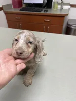Silver, a male Miniature Dachshund for sale in Okeechobee, FL – 4 of 8