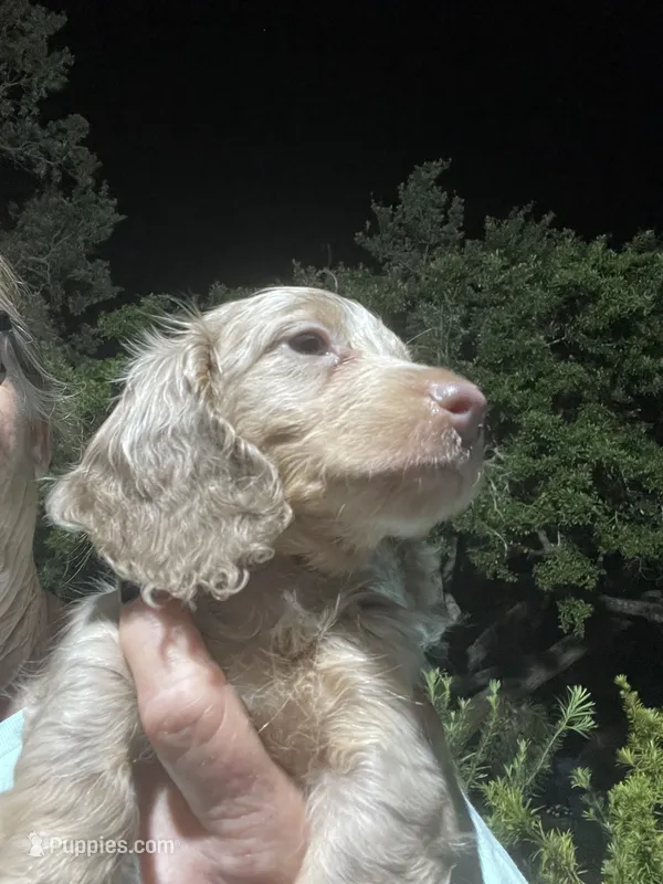 Silver – Miniature Dachshund puppy for sale in Okeechobee, FL