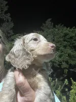 Silver, a male Miniature Dachshund for sale in Okeechobee, FL – 1 of 8
