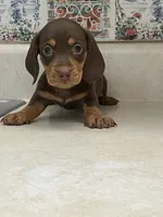 Beanie, a male Miniature Dachshund for sale in Okeechobee, FL – 7 of 10
