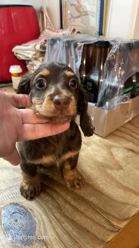 Victoria – Miniature Dachshund puppy for sale in Okeechobee, FL