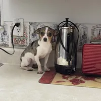 Jesse, a male Chihuahua for sale in Okeechobee, FL – Photo 7 of 9