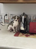 Jesse, a male Chihuahua for sale in Okeechobee, FL – Photo 7 of 8