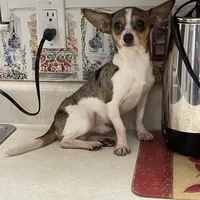 Jesse, a male Chihuahua for sale in Okeechobee, FL – Photo 3 of 9