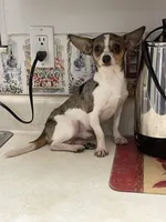 Jesse, a male Chihuahua for sale in Okeechobee, FL – Photo 3 of 8