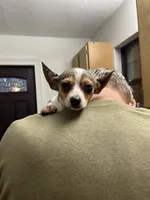 Jesse, a male Chihuahua for sale in Okeechobee, FL – Photo 8 of 8