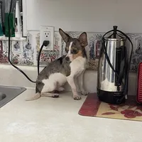 Jesse, a male Chihuahua for sale in Okeechobee, FL – Photo 4 of 9