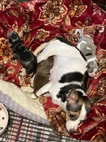 Jesse, a male Chihuahua for sale in Okeechobee, FL – Photo 6 of 8