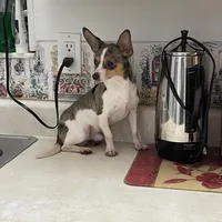 Jesse, a male Chihuahua for sale in Okeechobee, FL – Photo 1 of 9